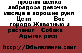 продам щенка лабрадора девочка 2 месяца в хорошие руки › Цена ­ 8 000 - Все города Животные и растения » Собаки   . Адыгея респ.